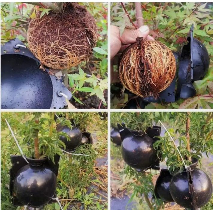 Шары для укоренения растений
