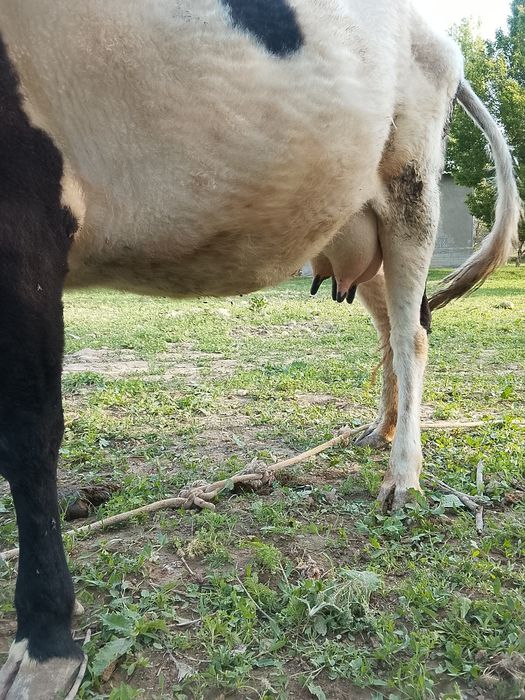 Сиыр бұзаумен сатылады 700мын саудасын бар Акбулак