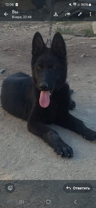 Black German Shepherd