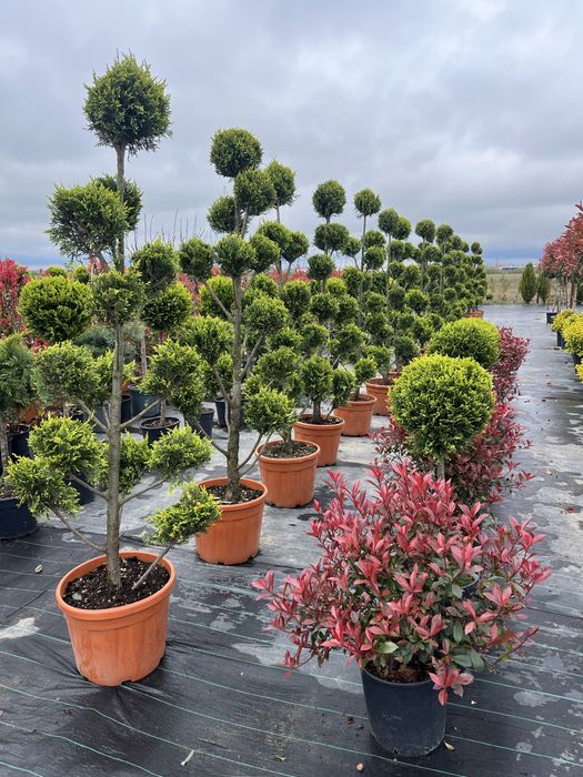 Vand plante ornamentale