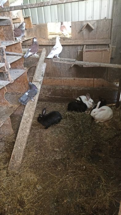 Vând iepuri de 6 luni de zile