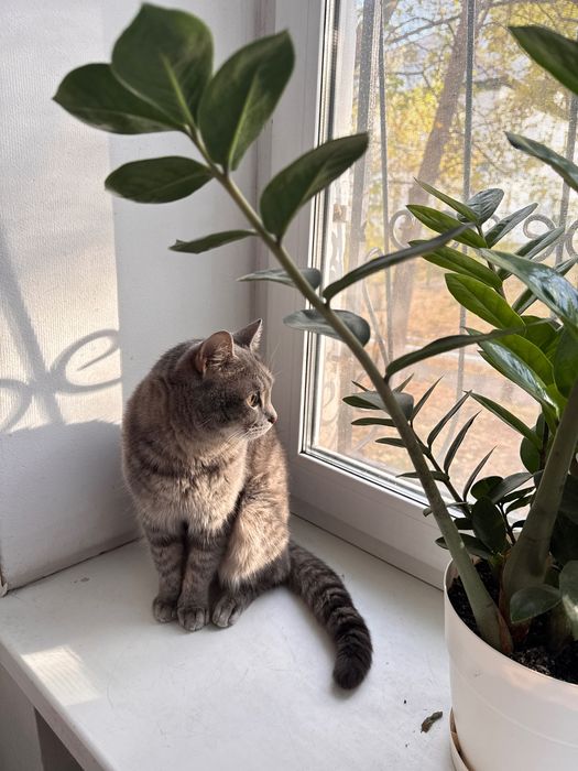 Отдам кота в хорошие руки