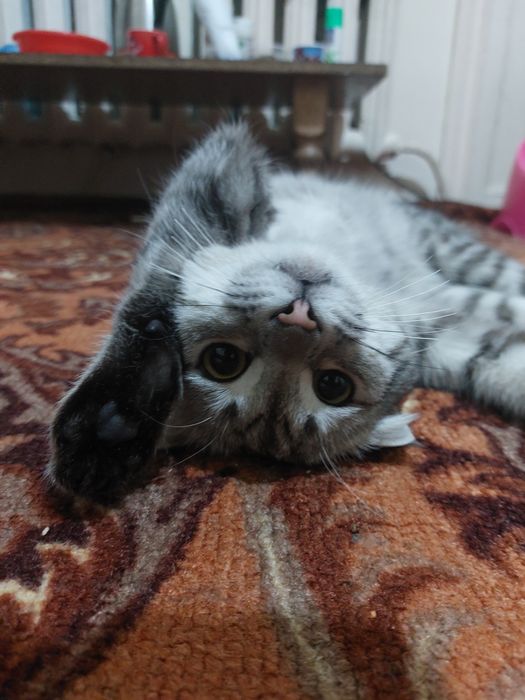 Mushucha kimga kerke boʻsa tel qisin