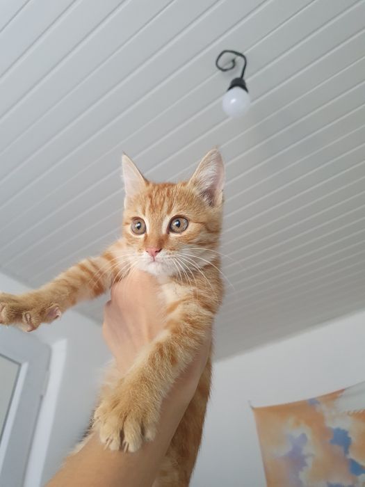 Отдам Котёнка +сумка бесплатно