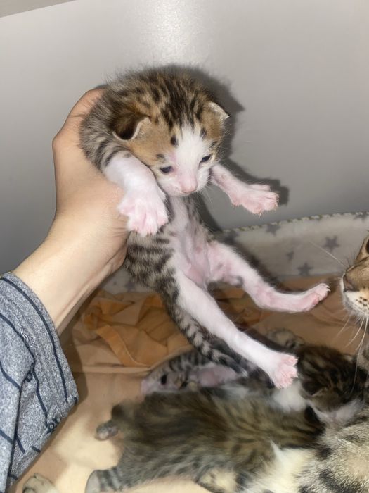 Продаются бенгальские кошки