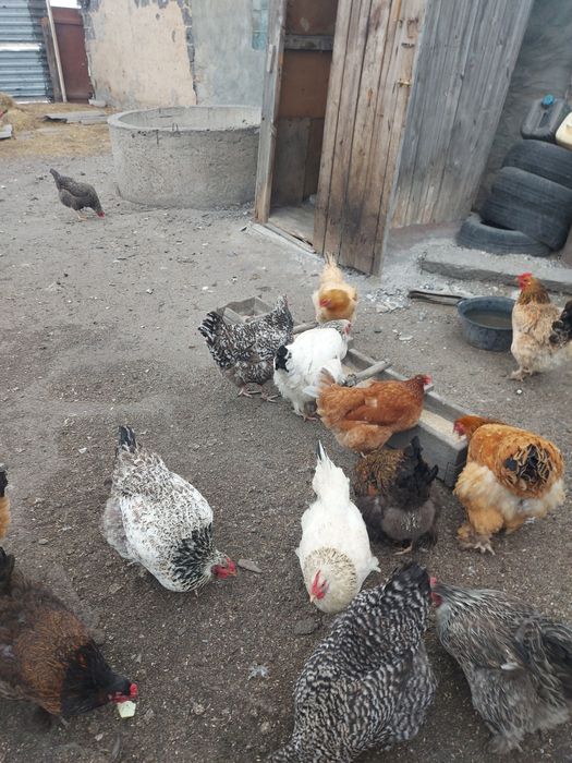 Яйцо инкубационное