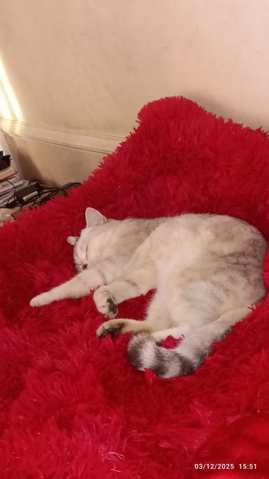 Британский шиншилла страйт 11 ойлик