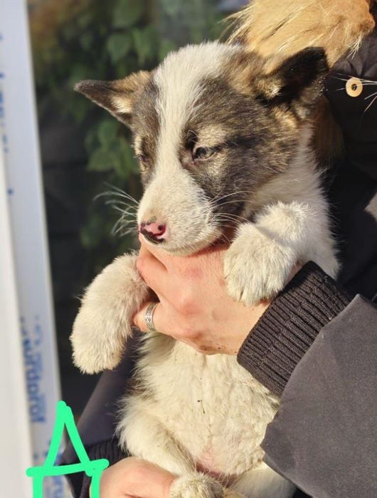 Отдам ценят в добрые руки