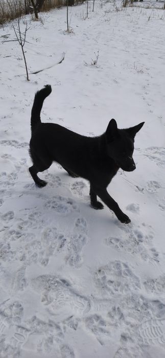 Căutăm o familie iubitoare pentru un cățel jucăuș