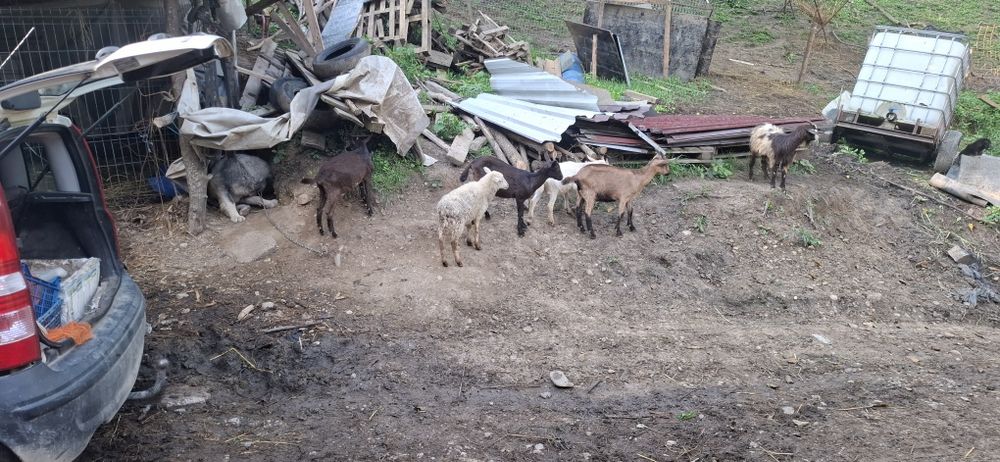 3 iedute de vanzare