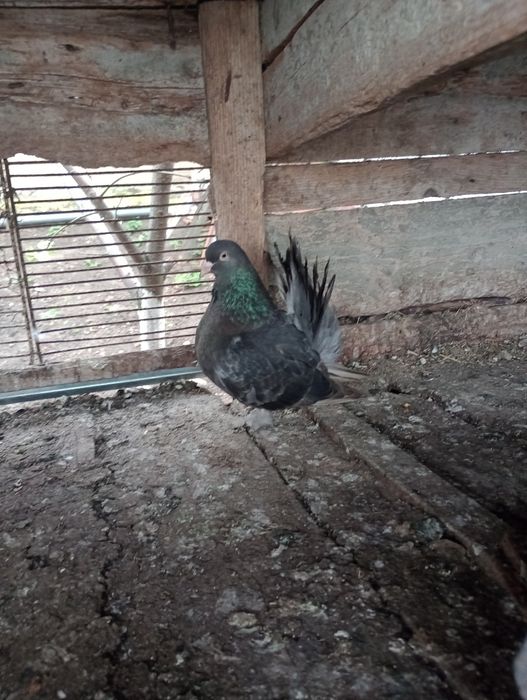 Porumbel roleri de Cluj