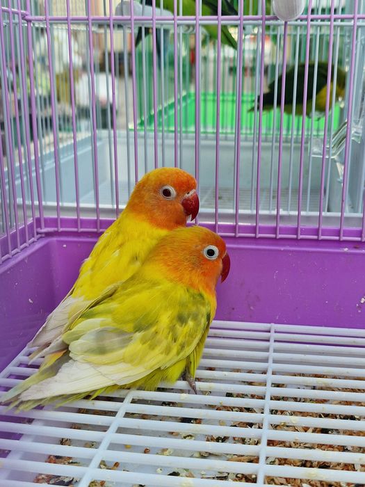 Неразлучники Фишеры