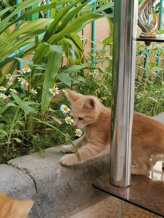 Отдам котят в добрые руки