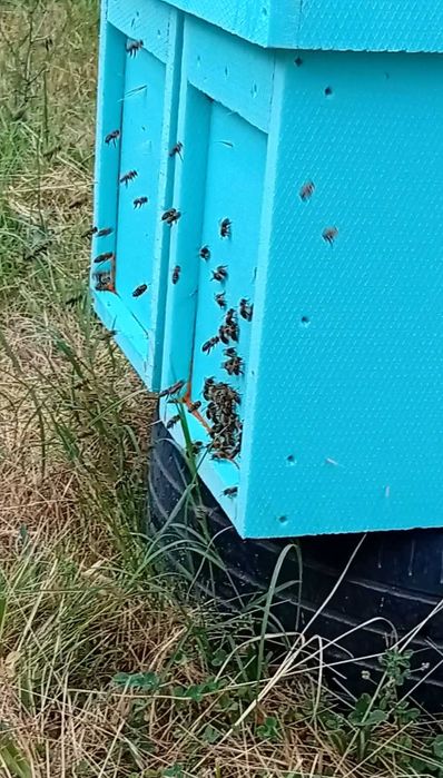 Нуклеуси от фибран