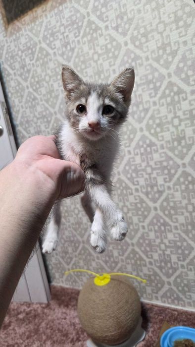 Mushukcha 1.5 oylik tekinga