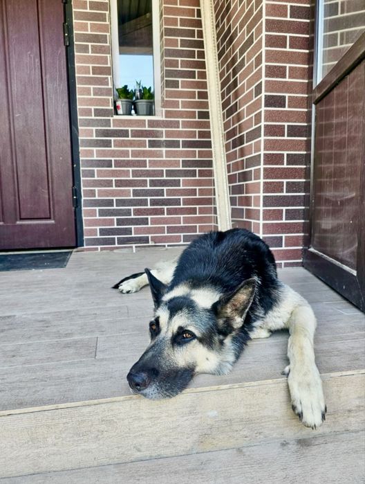 Вео для вязки(кобель)