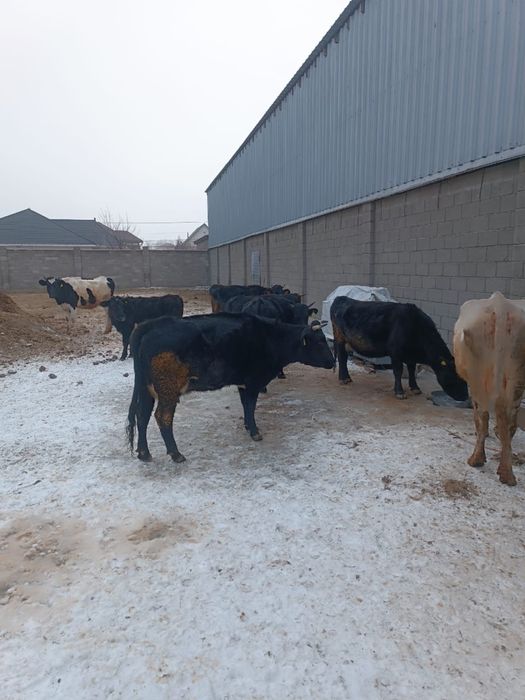 бұзаулы сиырлар.