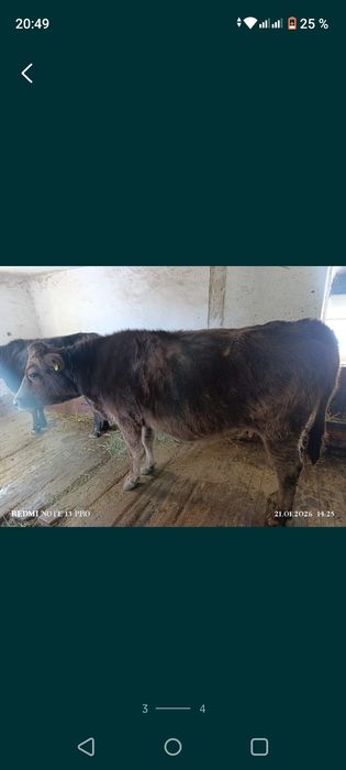 Продам корову стельную
