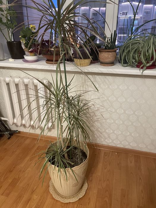 Продам высокую драцену