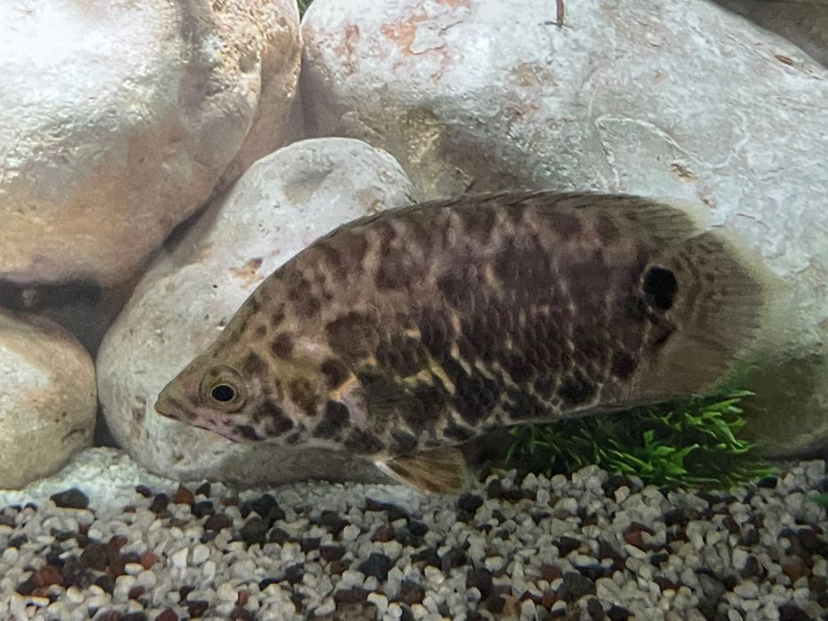 Продается аквариумная рыба ксенопома леопардовая