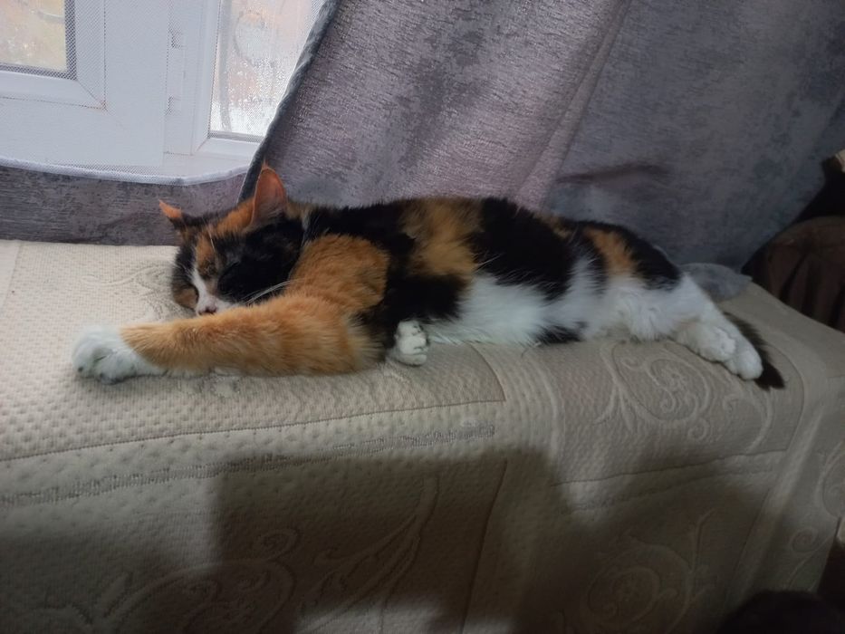 КоТиКи и КоШечКи Ждут люБяЩих хоЗяев