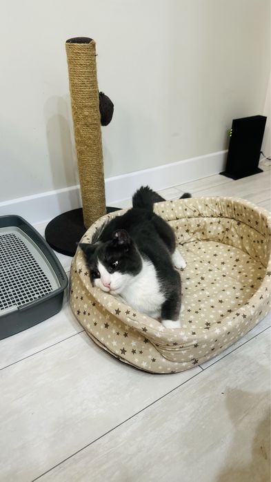 Продам кота