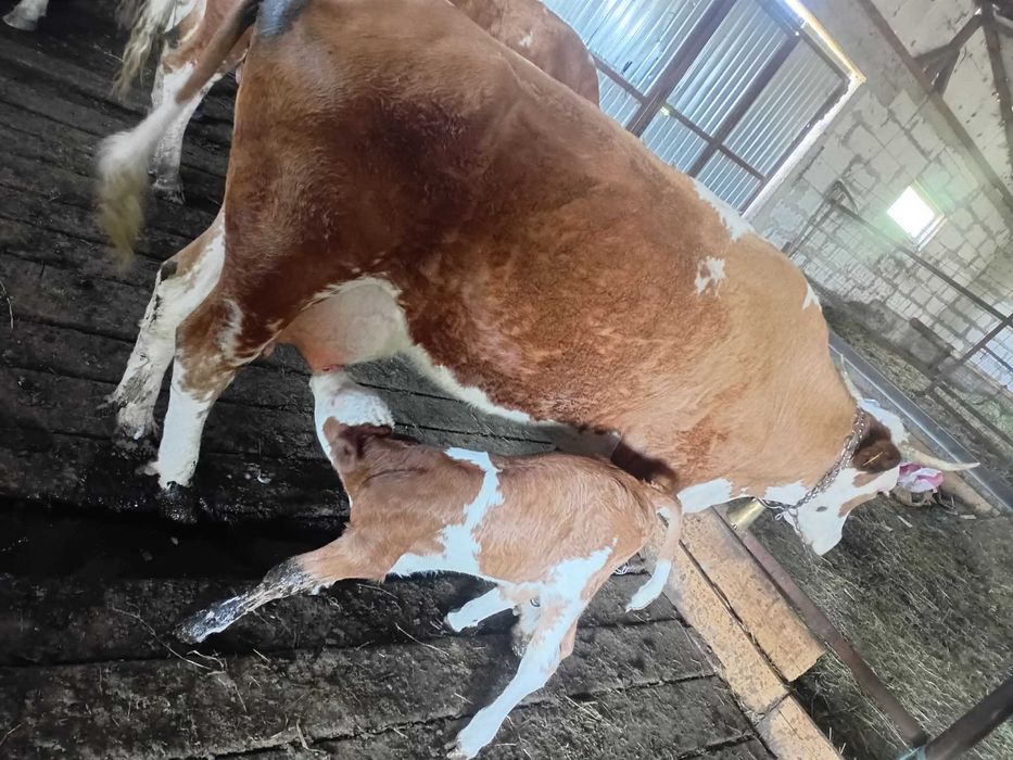 Vaca cu vitel de vanzare