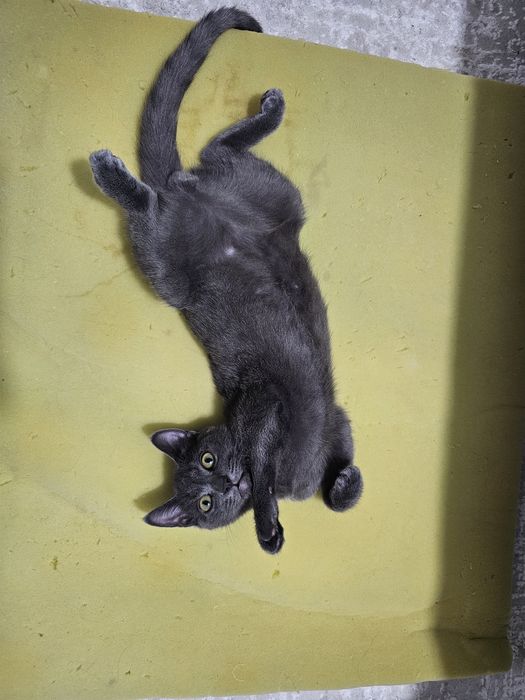 Кот на вязку бесплатно