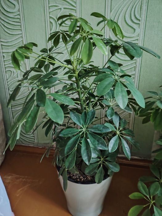 Продам комнатной растение шефлера