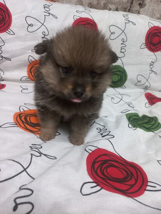 Щенок немецкого шпица