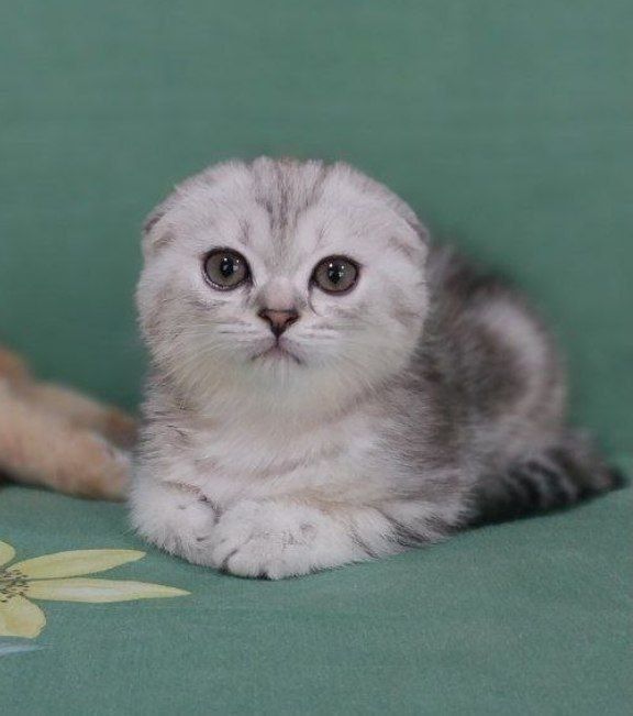 Скоттиш фолд котята цена 150$