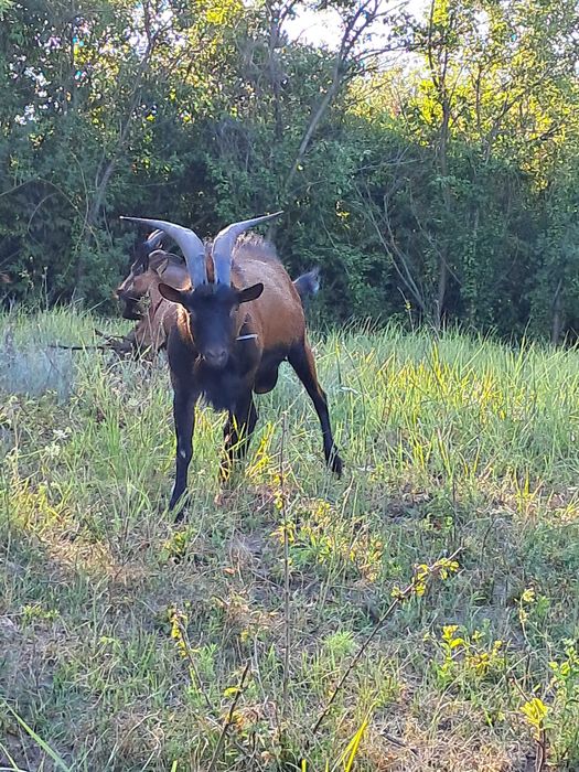Schimb sau vand țap alpin francez