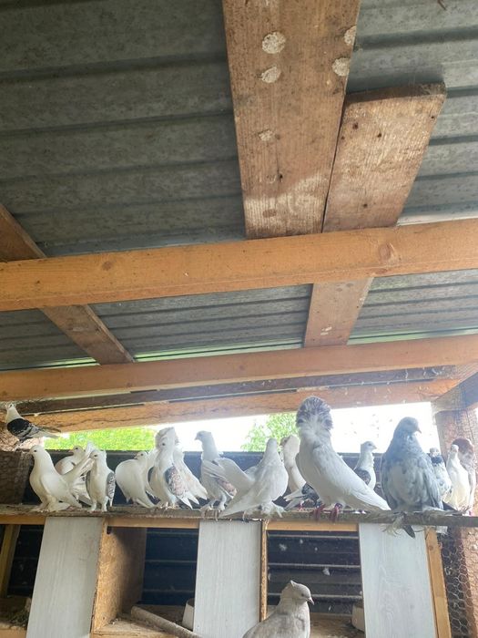 Porumbei de vânzare