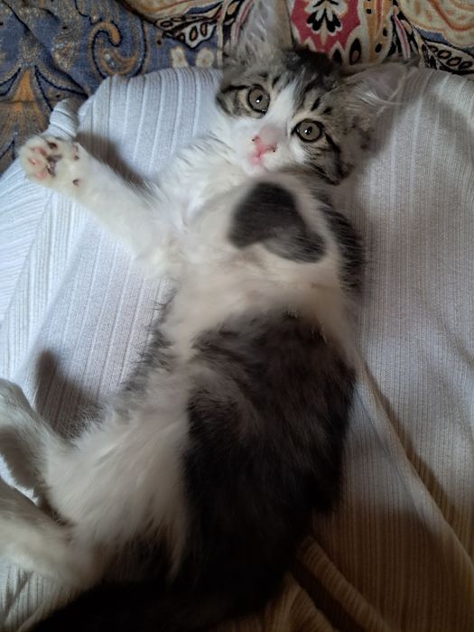 Котята турецкой Ангоры