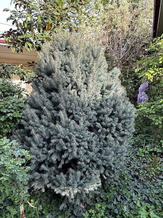 Голубой ель, изумрудный