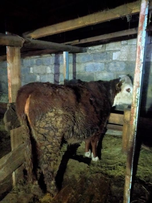 Семиз кунажын сатылады