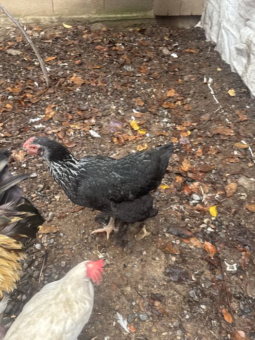 Животные , куры домашние ,