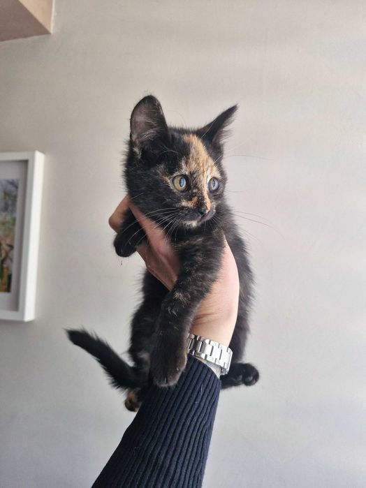 Подарявам коте на около 2 месеца