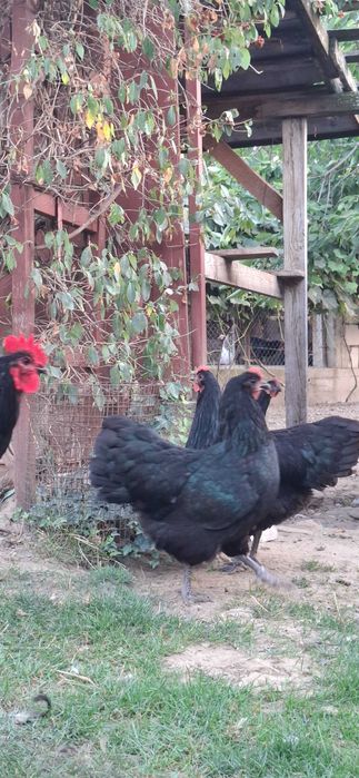 Puicii australorp negru