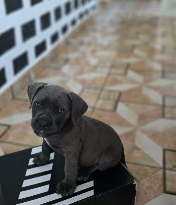Cane Corso pedigree