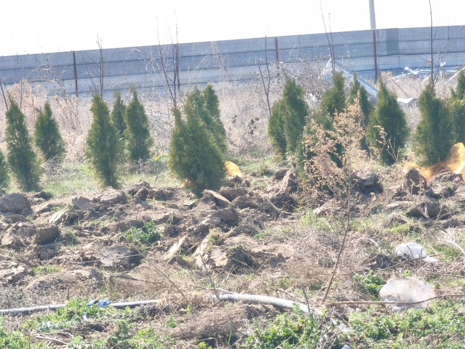 Туя 200шт адрес акжар