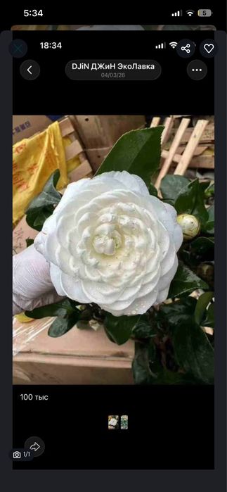 Цветы камелия « Японская роза» есть белого и красного цвета