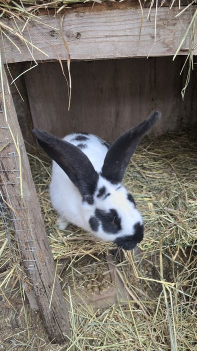Vând iepuri vaccinați fluture german