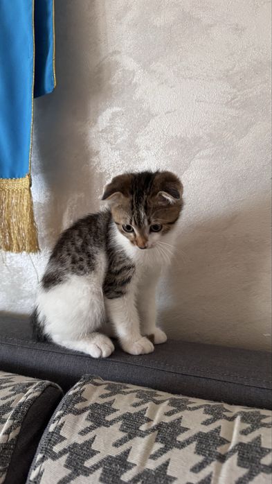 Шотлански и Британес котят