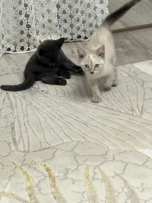 Две милые кошечки ищут любящий дом!