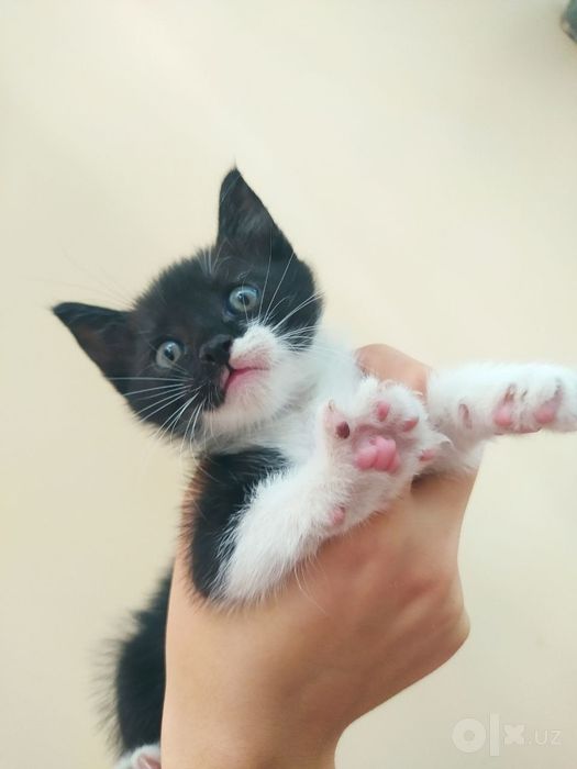 Кошки, uy mushugi