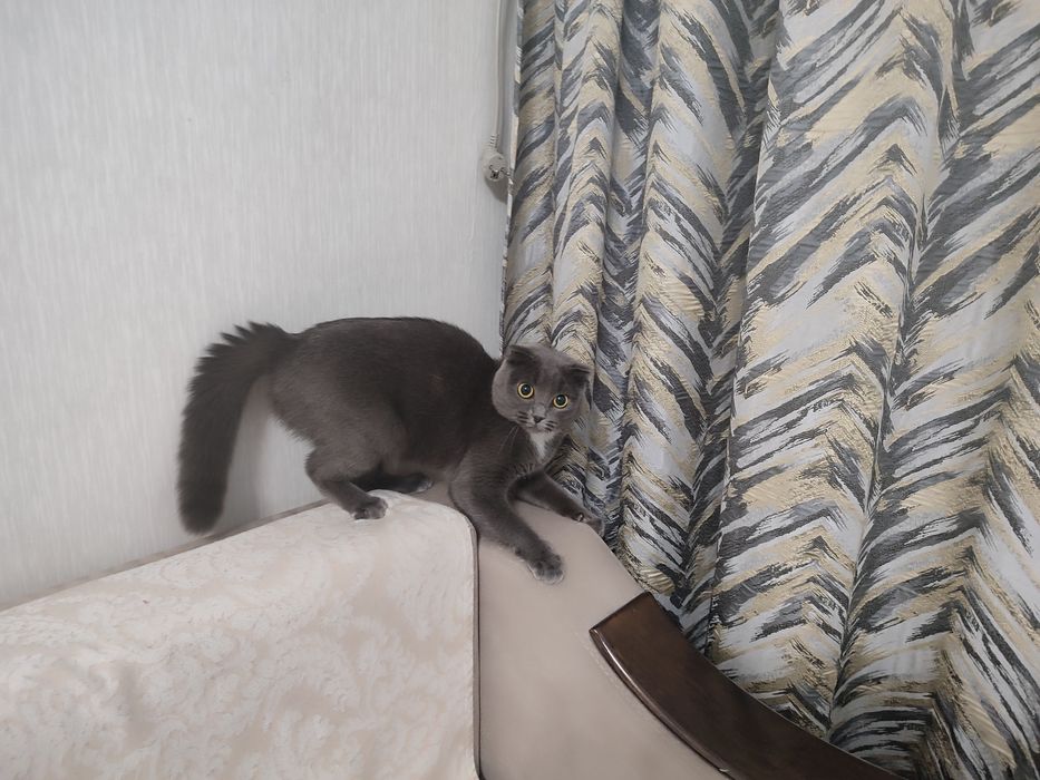 Кошечка для вязки случки