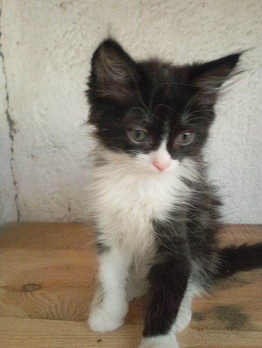 Отдам котят в хорошие руки