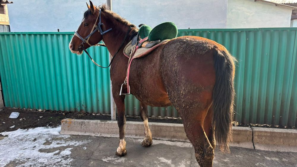 Айгыр сатылады айгыр