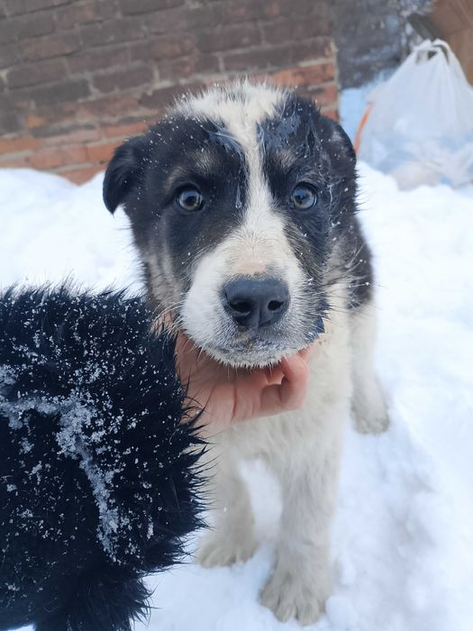 Щенки, будут очень крупные